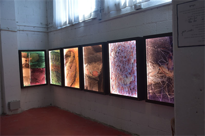 האמנית אריאלה ורטהיימר מציגה את תערוכת החופש להשתחרר - קופסאות אור 2016
